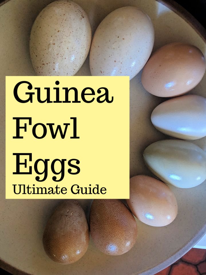 Guinea Fowl Eggs Food Types Ultimate Guide 101 Homesteading